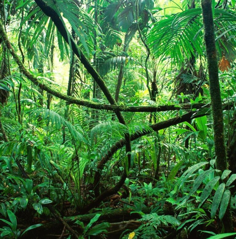 Rainforest Animals: 25 Incredible Creatures You Need to Know About