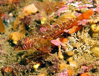 Sea Animals: 25 Incredible Creatures of the Ocean You Need to Know