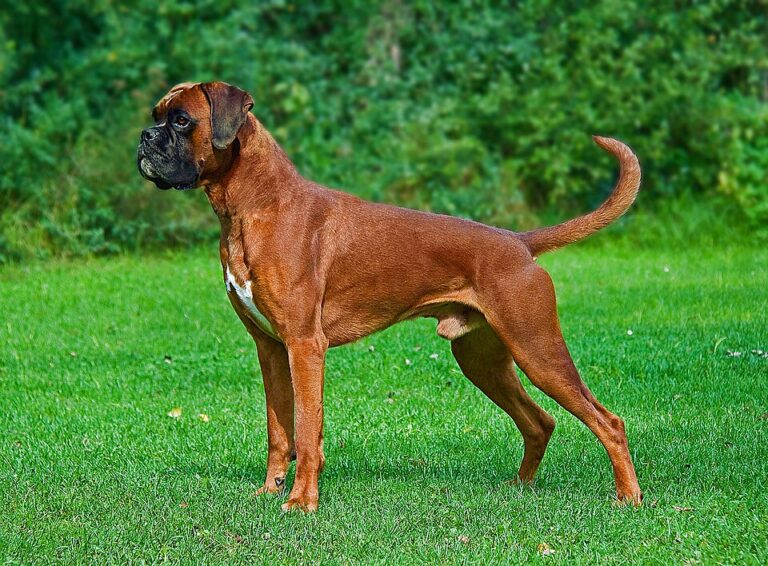Best Dog Breeds Families