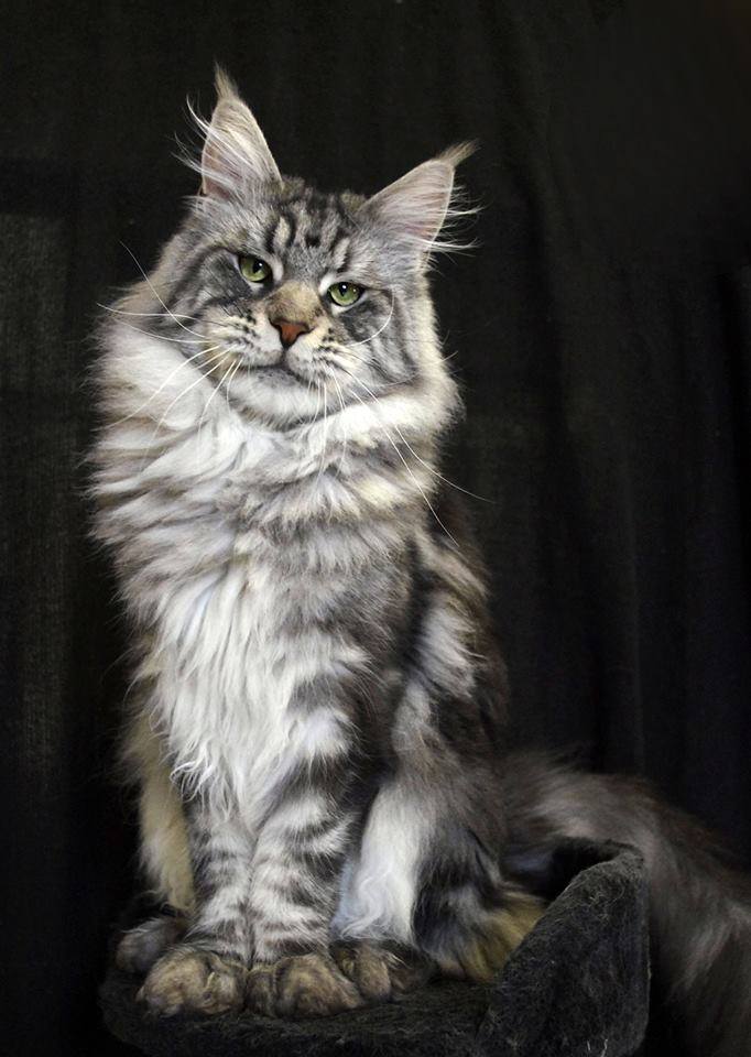 Cat Breeds Most Popular
