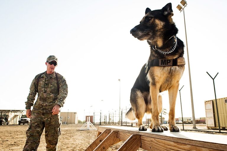 German Shepherd Training Tips for Positive Behavior