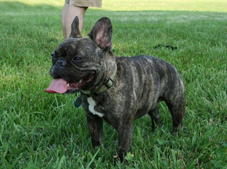 French Bulldog Health Problems: Essential Care Tips for Owners