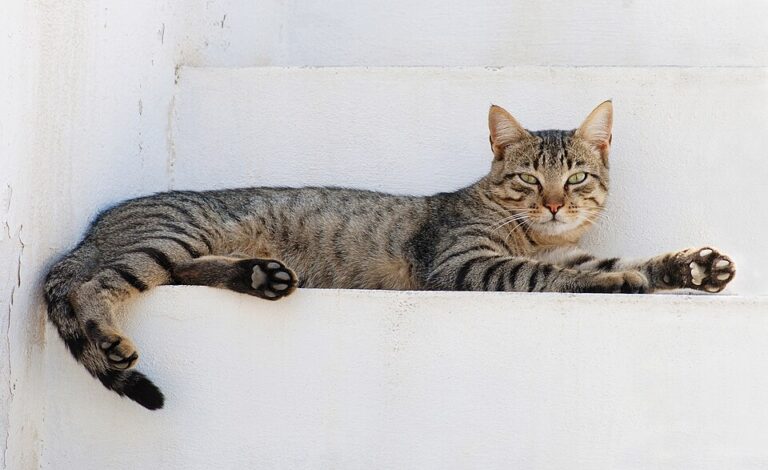 The Fascinating Wild Traits of Bengal Cats