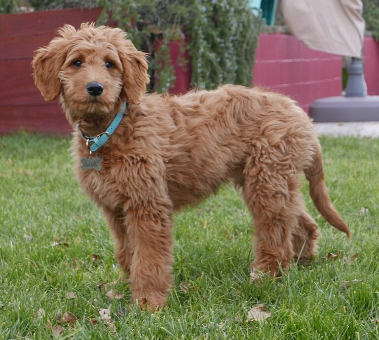 Golden Retriever Temperament: What Every Pet Owner Should Know