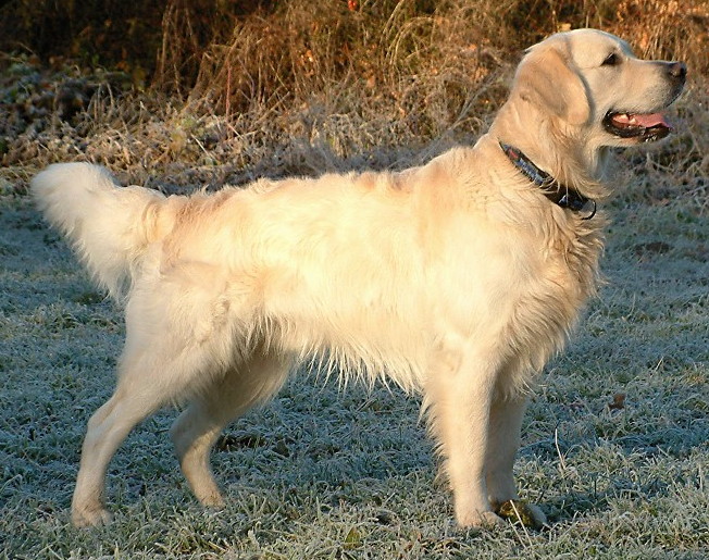 Golden Retriever Temperament: Understanding the Heart of This Beloved Breed