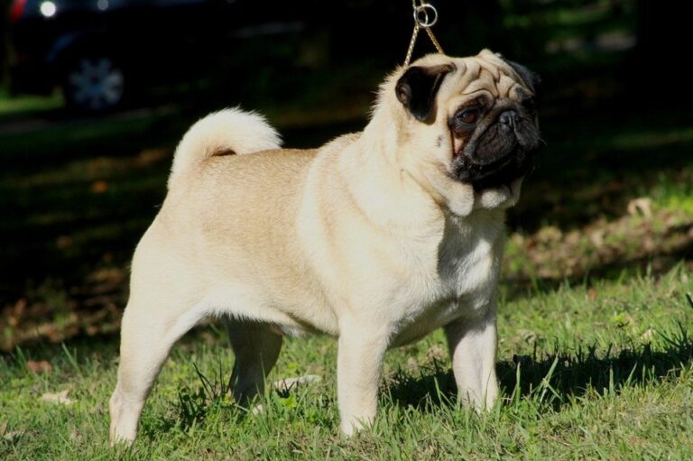Caring for Your French Bulldog: Managing Common Health Challenges