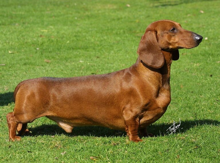 Caring for Your Dachshund’\”s Back: Prevention and Health Tips