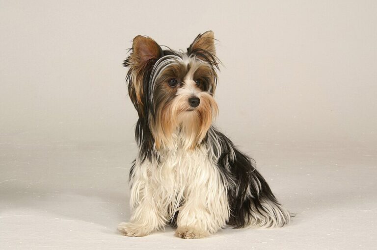 Yorkshire Terrier Grooming Guide: Keeping Your Yorkie Looking and Feeling Their Best