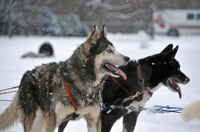 Building Protective Loyalty in Your Rottweiler Through Positive Training